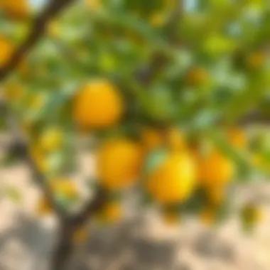 Apricot tree care techniques being applied