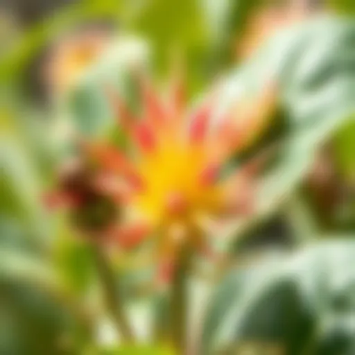 Diverse plant species showcasing unique characteristics