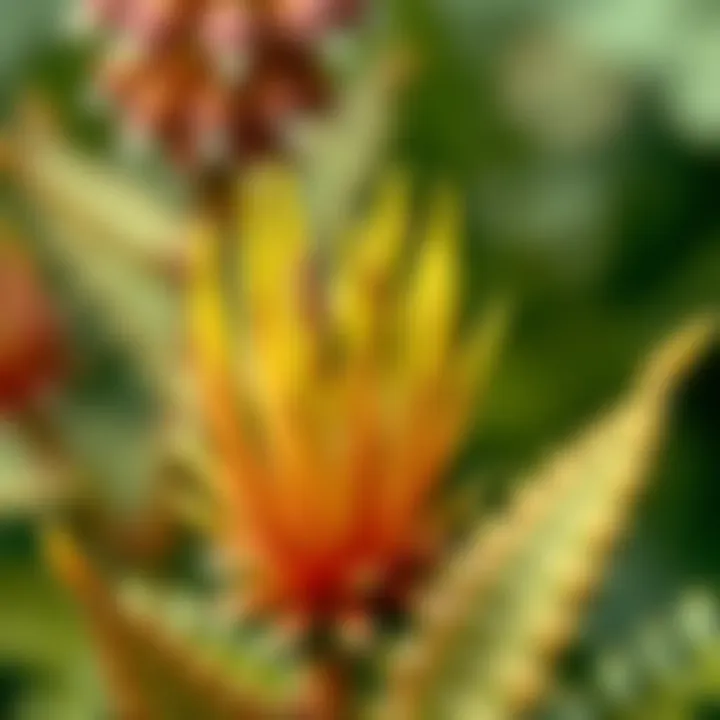 Unusual Plant Species from Around the World Unusual plant species from around the world