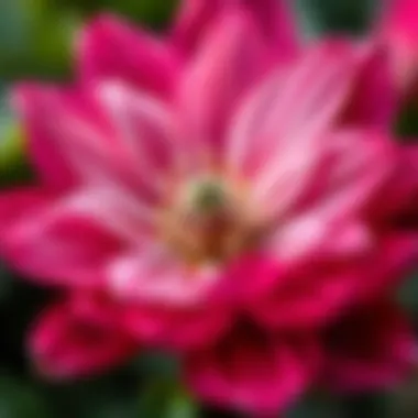 The Intricate Beauty of Nature Close-up of a stunning flower highlighting its unique texture.