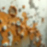 Mold stains on a wall showing aesthetic damage