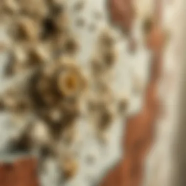 Close-up of mold on wall highlighting health risks