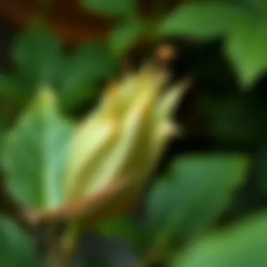 Visual representation of the effects of toxic plant ingestion