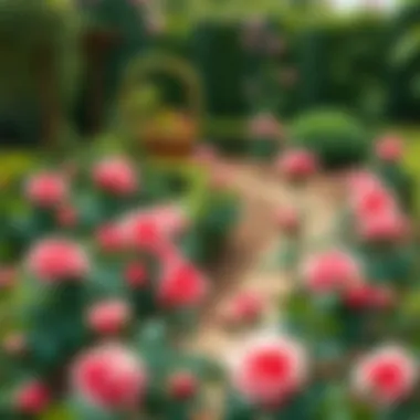 Ideal Garden Design Featuring Roses A picturesque garden layout highlighting rose placements