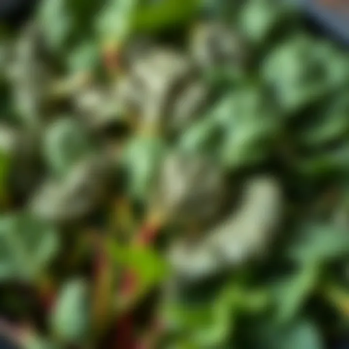 Freshly harvested spring greens like spinach and kale