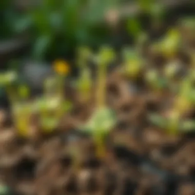 Healthy plants thriving in humus-rich soil