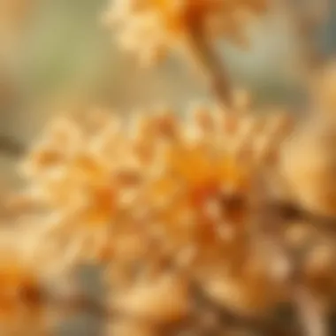 Close-up of dried linden flowers
