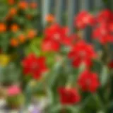 Vibrant red flowers blooming in a garden setting