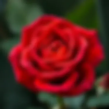 Close-up of a red rose showcasing its intricate petal structure
