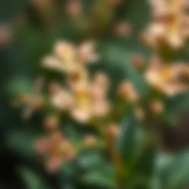 Close-up of Kokina flowers with cultural significance