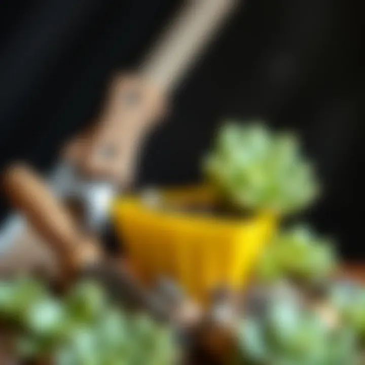 Tools and materials needed for propagating Lithops.