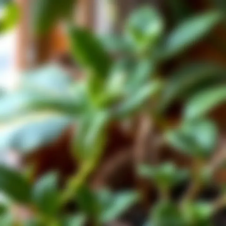 Close-Up of a Non-Sunlight Dependent Houseplant Close-up of a non-sunlight dependent houseplant