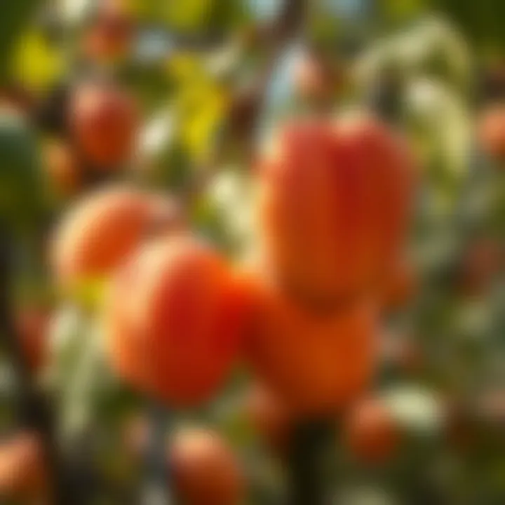 Close-up of ripe apricots hanging on branches