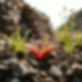 Diverse plants thriving in rocky soil