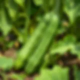 Freshly picked cucumbers in a garden