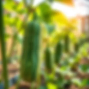 Cucumber plants thriving in a sunny garden