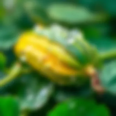 A vibrant cucumber with dew drops