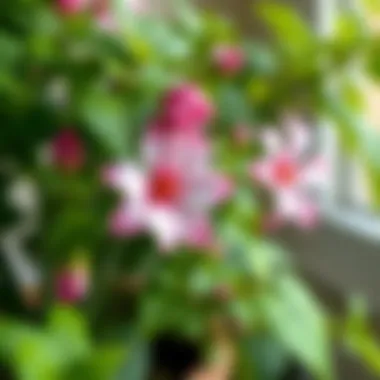 Close-up of a thriving potted plant with vibrant blooms