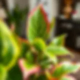 Close-up of a toxic indoor plant displaying vibrant yet dangerous leaves