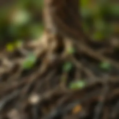 Roots and Soil: The Foundation of Tree Health A close-up of roots and soil demonstrating the importance of healthy planting conditions