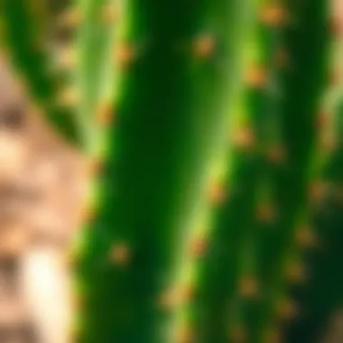Close-up of a healthy elongated cactus showcasing its unique texture