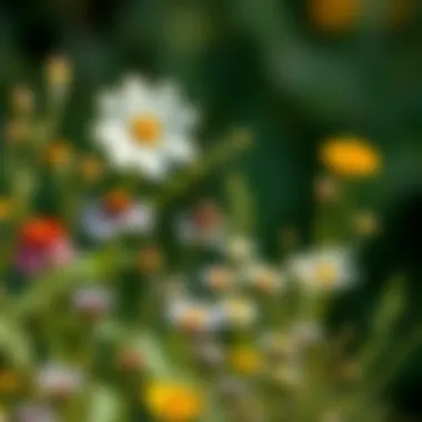 Assortment of Wildflowers An assortment of wildflowers in a natural setting, illustrating their beauty in the wild.